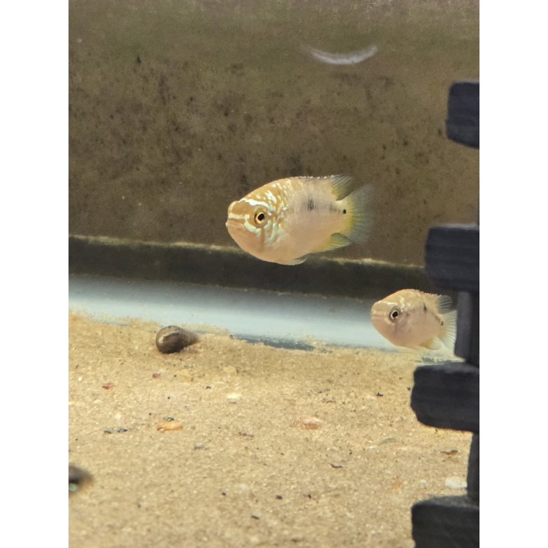 Ivanacara bimaculata pair