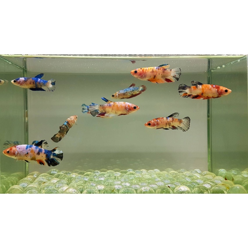 Fancy Nemo KOI HMPK Premium Grade from Thailand