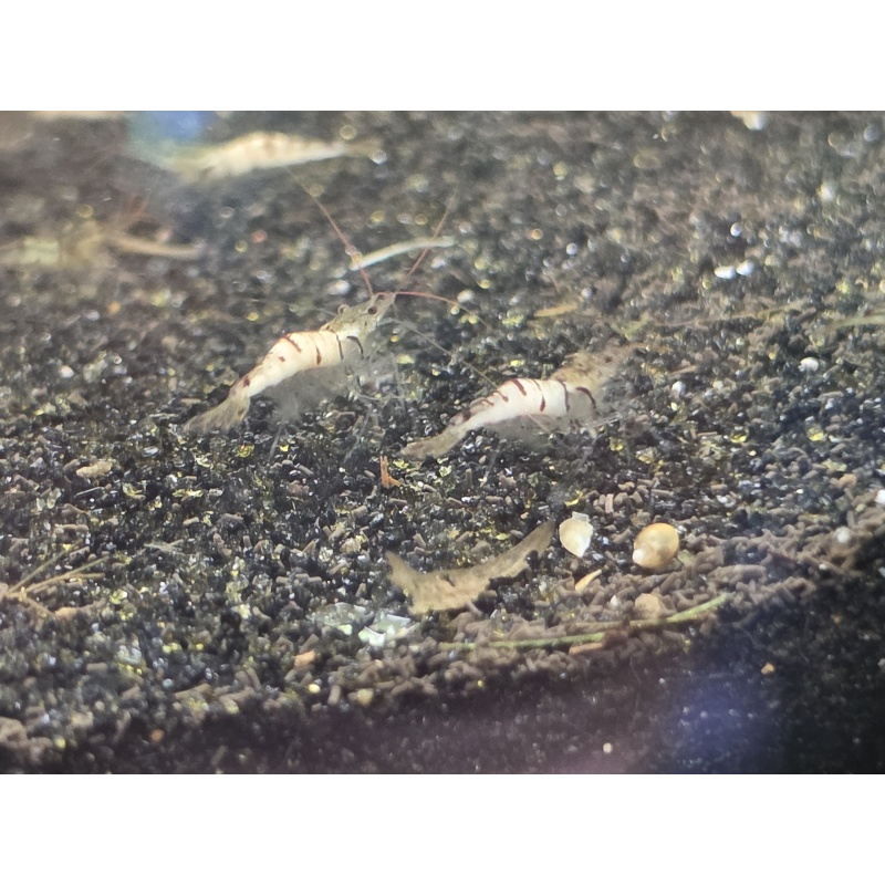 6 + Snow Zebra Sulawesi