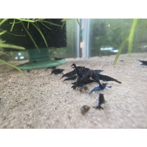 10+extra Orange Eye Blue Demon Neocaridina