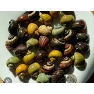 12 assorted large mystery snails
