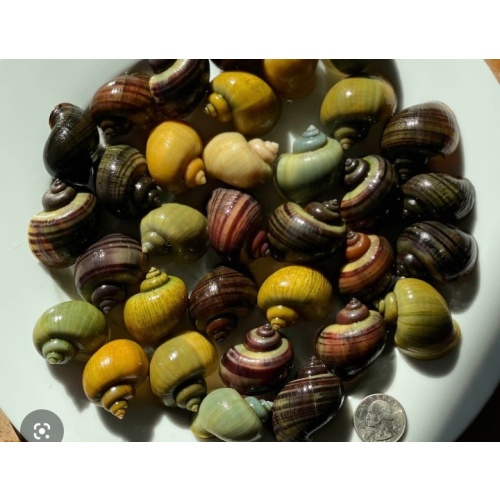 12 assorted large mystery snails
