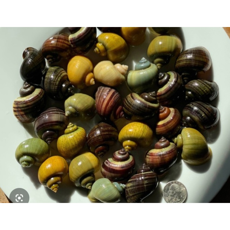 12 assorted large mystery snails
