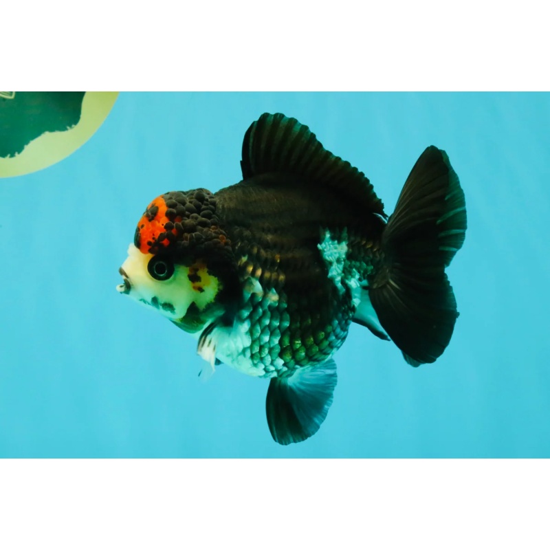 ADORABLE A Grade Tricolor Yuanbao Male 4.5 inches
