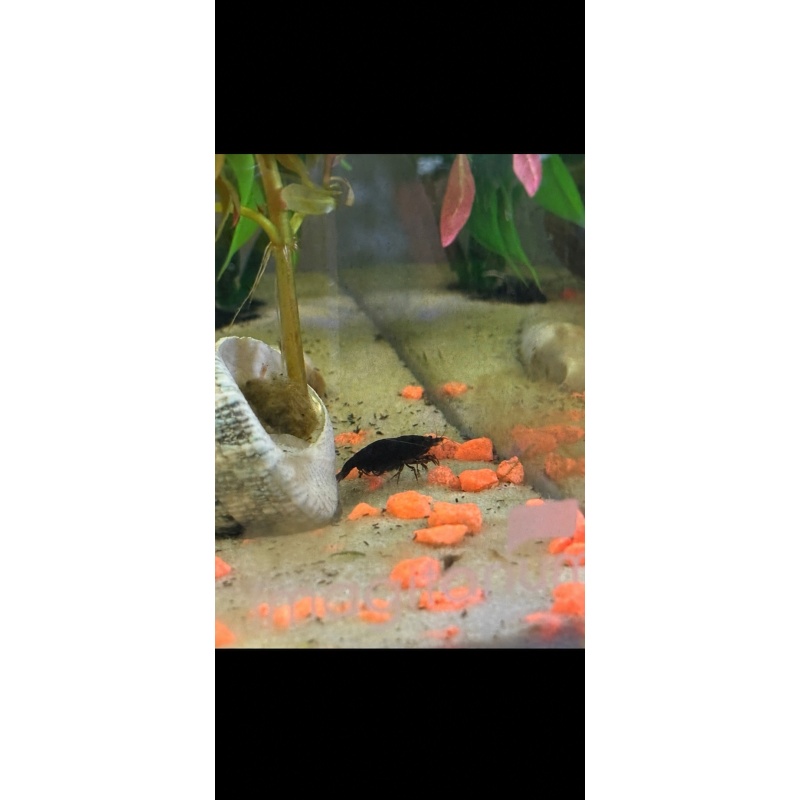 10 assorted shrimp mix