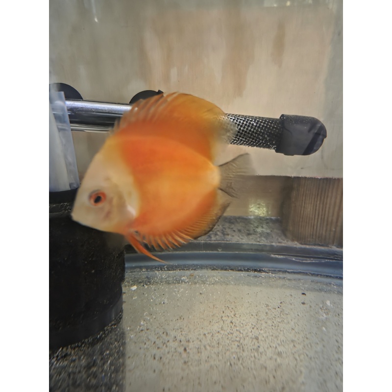 1 4"- 5" Orange melon discus unsexed