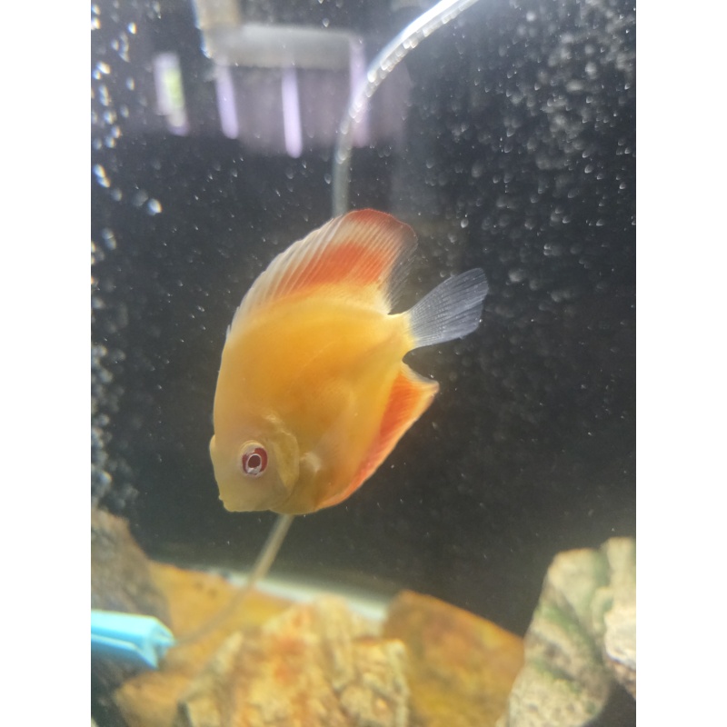 2 2.5"-3" Albino Millenium Gold discus