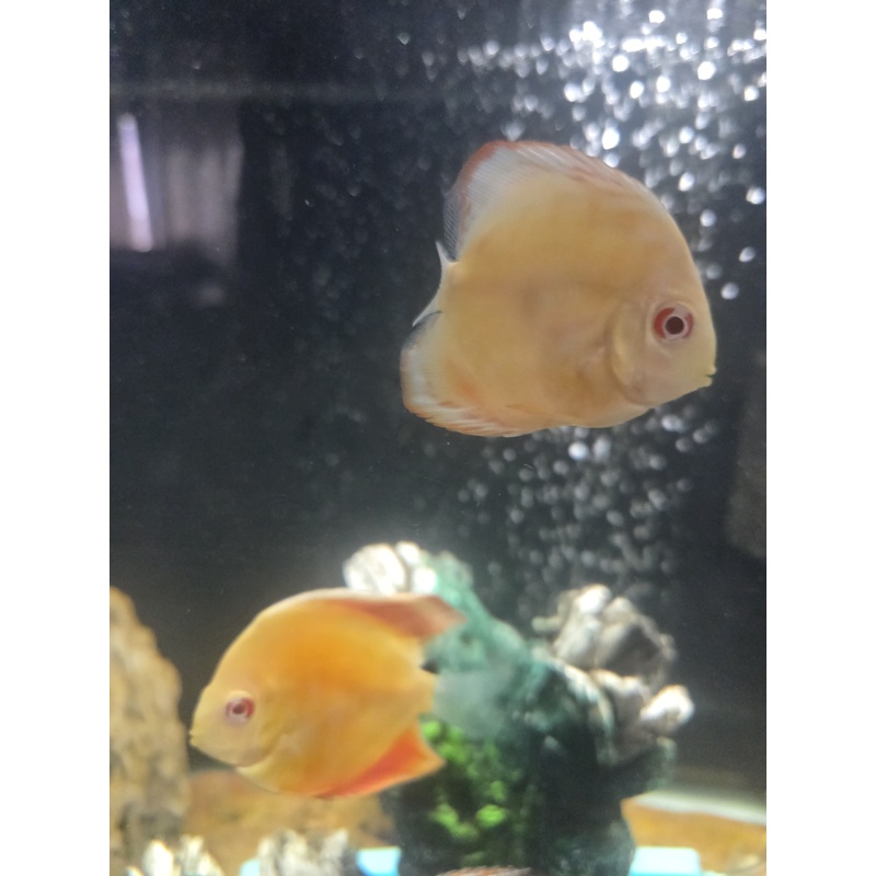 2 2.5"-3" Albino Millenium Gold discus