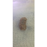 Mystery Snail