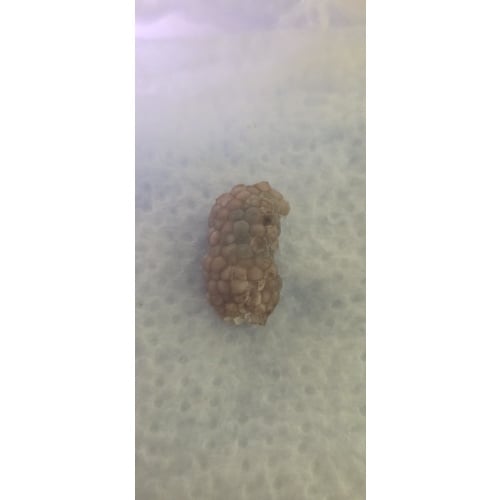 Mystery Snail