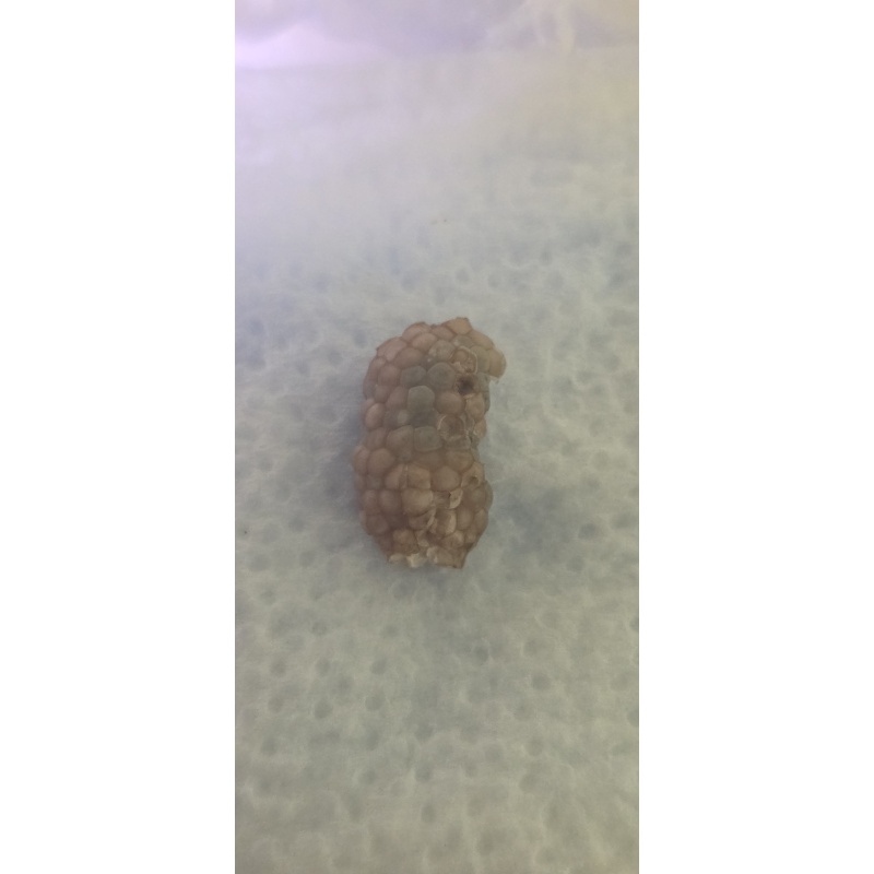 Mystery Snail