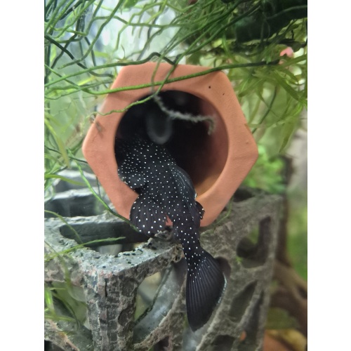L181 Male Peppermint Pleco