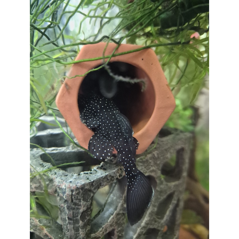 L181 Male Peppermint Pleco