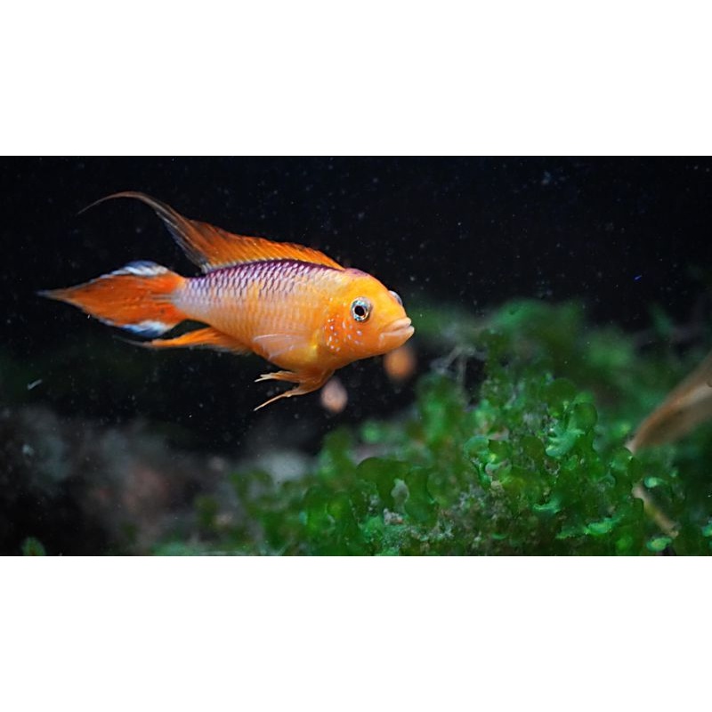 Apistogramma  fire red breeding pair