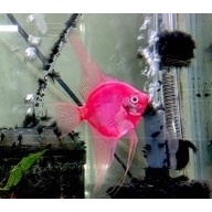 6 Scarlet Red Angelfish, N/QUARTER SIZE!