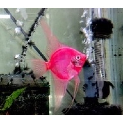 12 Scarlet Red Angelfish, N/QUARTER SIZE!
