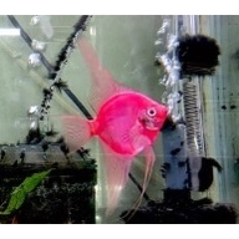 6 Scarlet Red Angelfish, N/QUARTER SIZE!