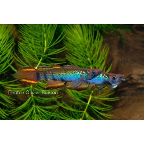 Epiplatys infrafasciatus aff zenkeri route dehane ADK 09-297