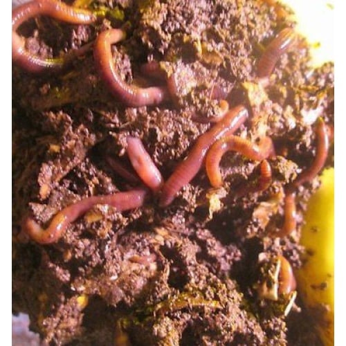 Red Wiggler