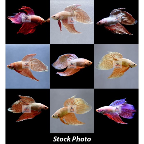 Male Veiltails Premium Grade from Thailand