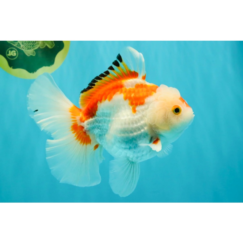 SPECIAL A Grade Red White Oranda Male 6-6.5 inches