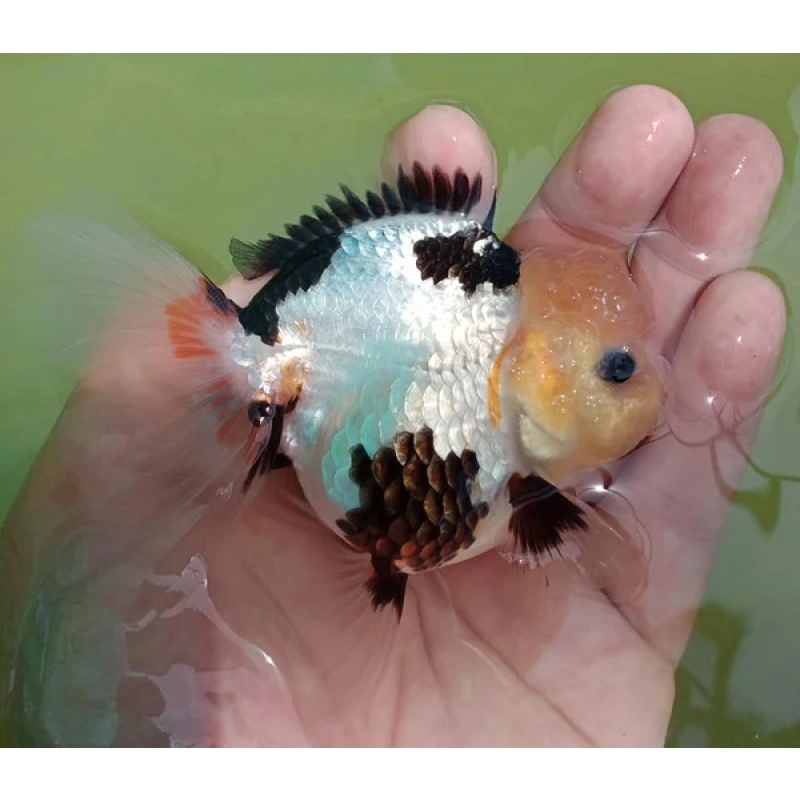 Fancy   Goldfish   Thai   Oranda   2"-4"   Body   Panda