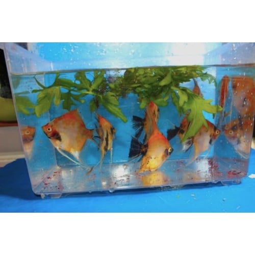 8 ORANGE KOI ANGELFISH!!! QUARTER TO HALF DOLLAR SIZE!!!