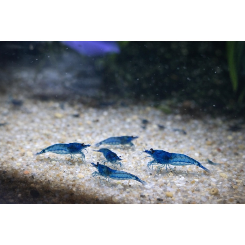 40 +  Blue Dream Shrimp - Free 2 day Shipping  FeEdex or UPS