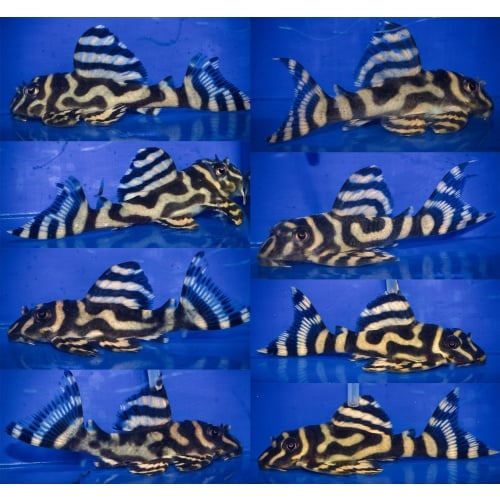 1 quartet of proven L333 gold AA breeder 1Male 3Females