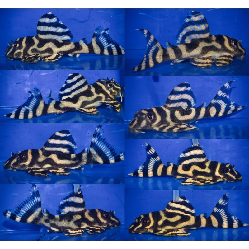 1 quartet of proven L333 gold AA breeder 1Male 3Females