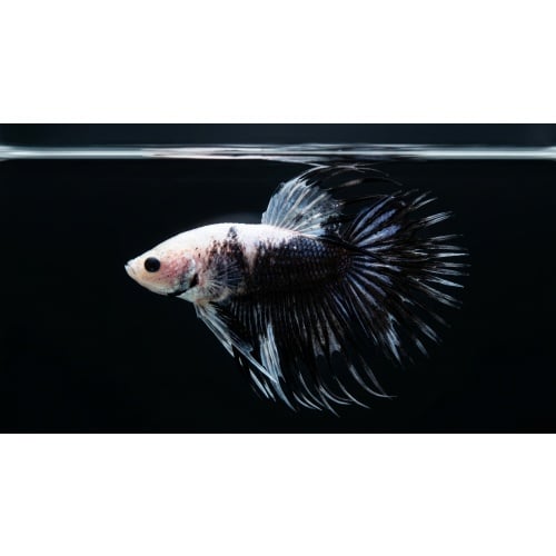 Premium Male Crowntail Betta