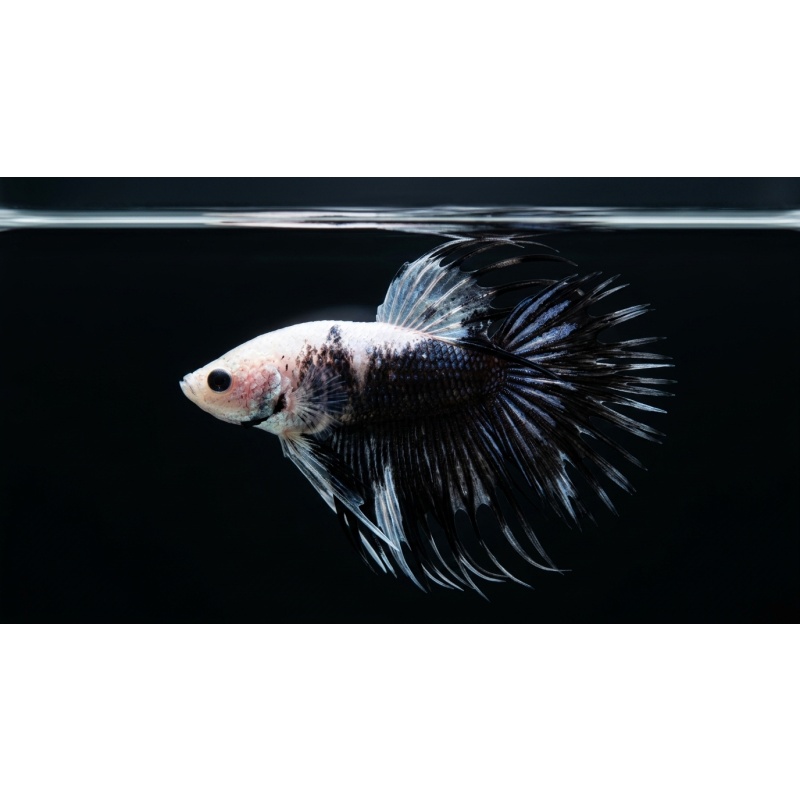 Premium Male Crowntail Betta