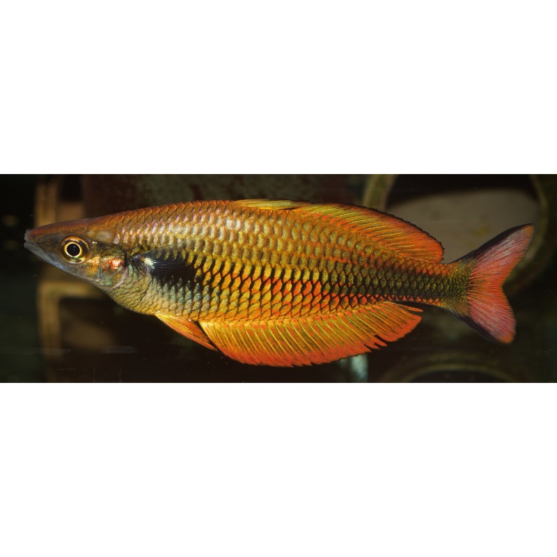 5 juvenile Melanotaenia sp. from the Bomberai Peninsula