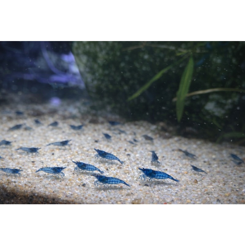 20 +  Blue Dream Shrimp - Free 2 day Shipping  FeEdex or UPS