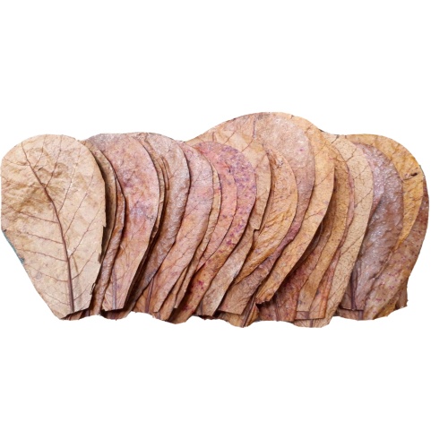 100Pcs almond leaves 5''inch catappa indian ketapang leaf A+  Shrimp betta fish aquarium