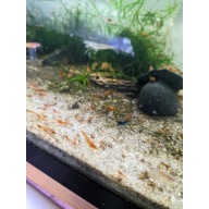 40 + Orange Sunkist Shrimp - Free 2 day Shipping FedEx or UPS