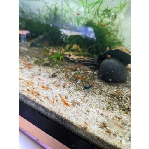 40 + Orange Sunkist Shrimp - Free 2 day Shipping FedEx or UPS