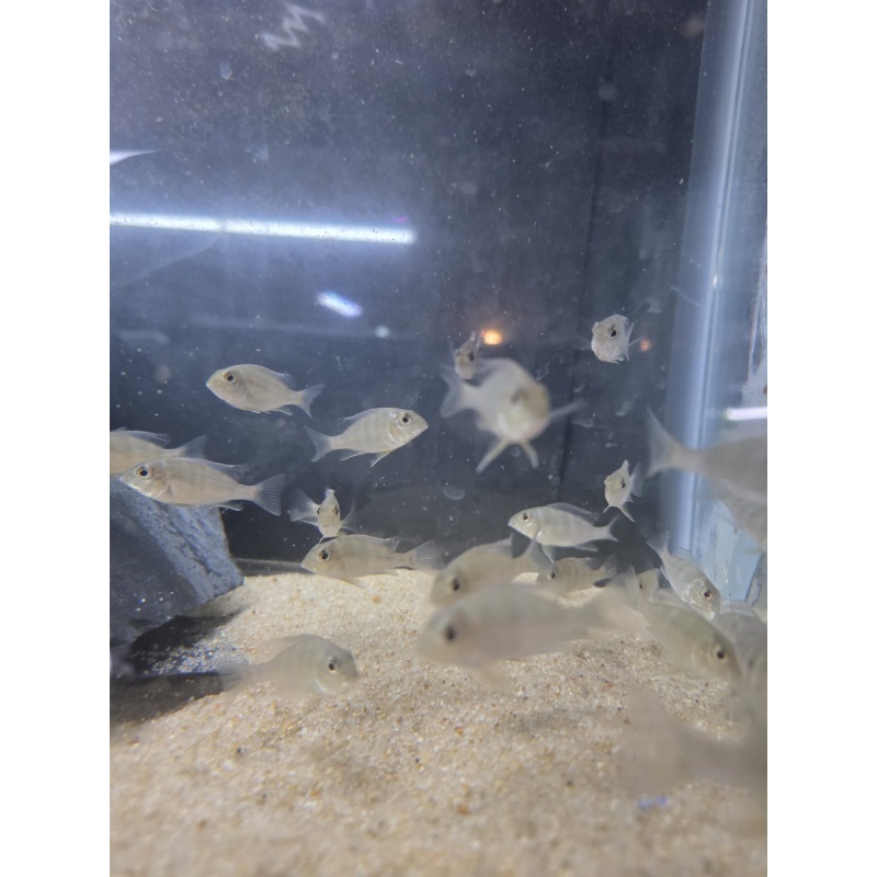 Geophagus Red Head Tapajós – Juveniles (1–1.5")