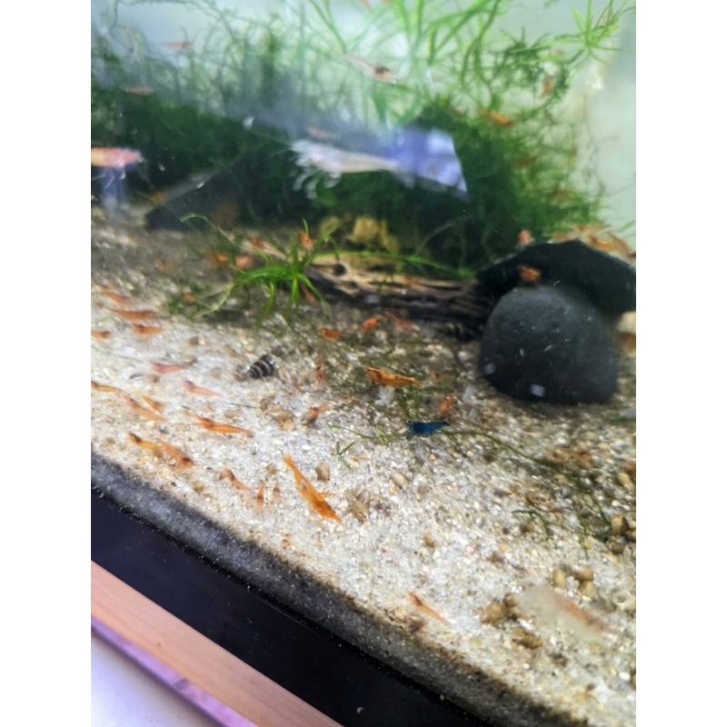 40 + Orange Sunkist Shrimp - Free 2 day Shipping FedEx or UPS