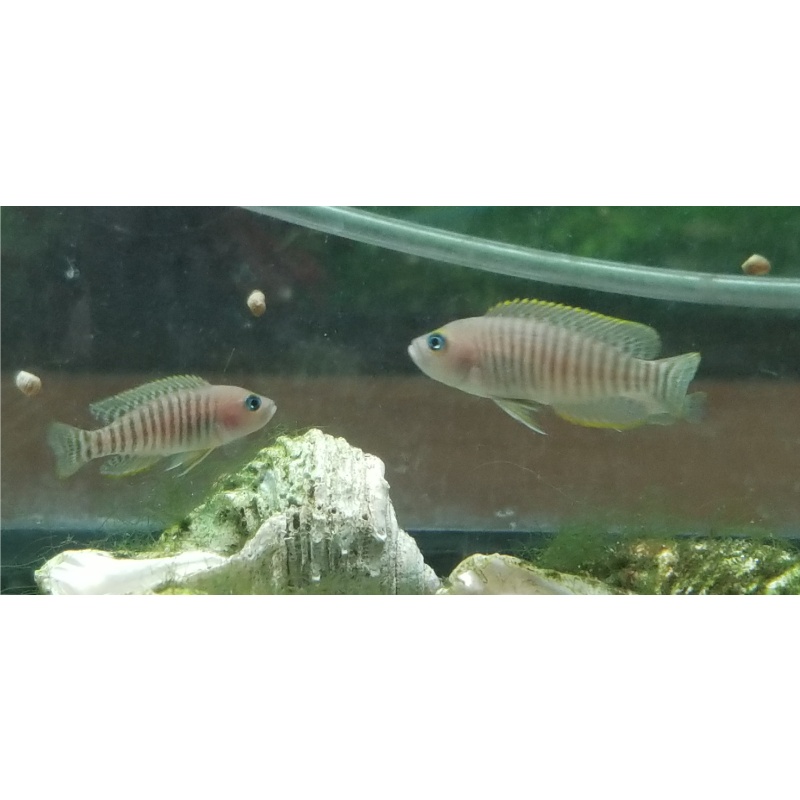 Neolamprologus multifasciatus, 6 Juvs