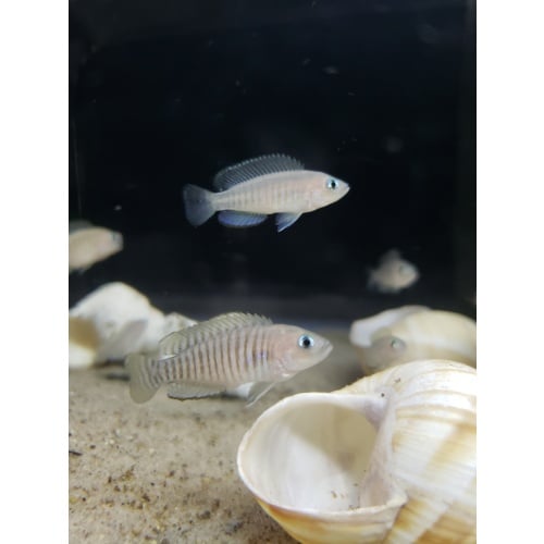 8 Lamprologus multifasciatus