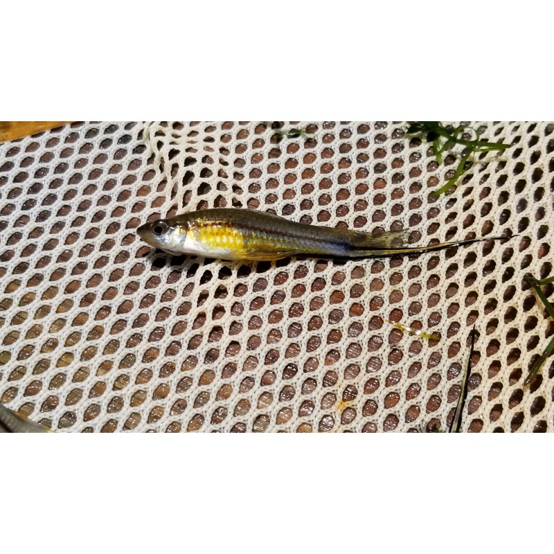 Xiphophorus kallmani, the Catemaco Sword, 7 juvs unsexable
