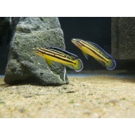 6 Julidochromis marksmithi