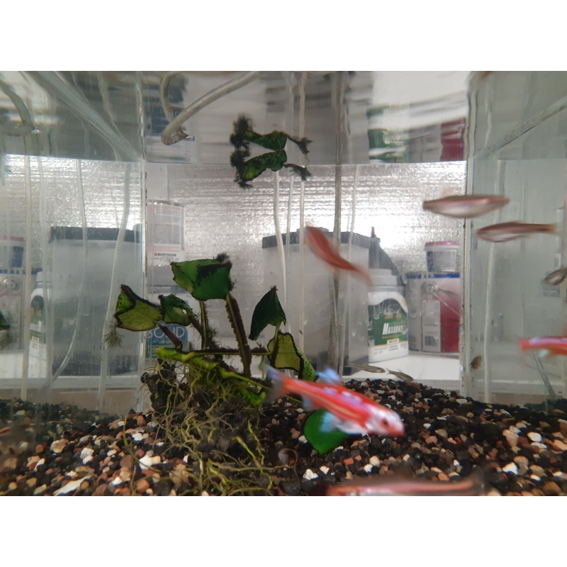 For sale are Ten Rainbow Shiners.