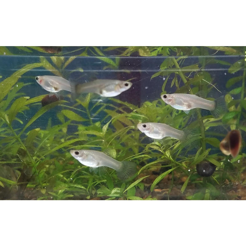 12x  Assorted Moscow Guppy Pack - FREE SHIPPING