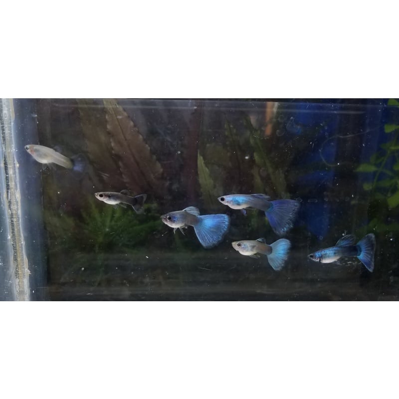 12x  Assorted Male Moscow Guppy Pack - FREE SHIPPING