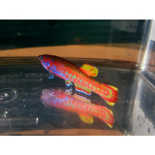 Aphyosemion exigoideum BBW 00/02 25 eggs