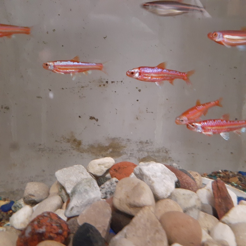 For sale are Ten Rainbow Shiners.