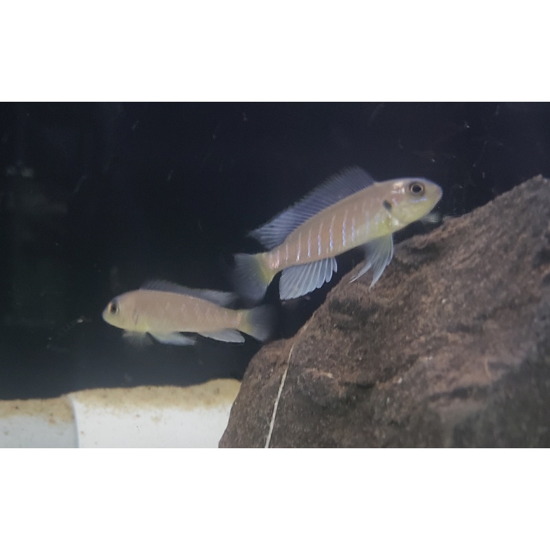 3 Triglachromis otostigma