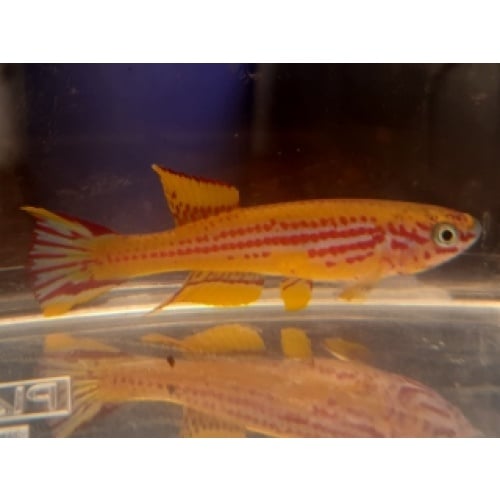 Aphyosemion ottogartneri  Mpassa CI 2015  30 eggs